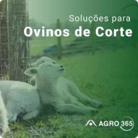 Imagem do curso AGRO365 - Ovinos de Corte