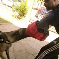 Imagem do curso Curso de Adestramento para Cães de Guarda